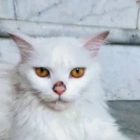 گربه پرشین *گمشده*|حیوانات|بندرعباس, |دیوار