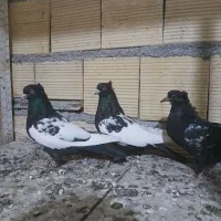 پنج جفت کفتر جفتگاه|پرنده|مشهد, قائم|دیوار