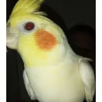 عروس هلندی جفت