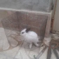 خرگوش فروشی|موش و خرگوش|اراک, |دیوار