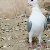 کفتر ساده امری افغانی|پرنده|مشهد, سعد آباد|دیوار
