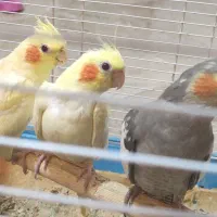 جوجه عروس هلندی