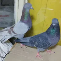 کبوتر پرشی.2عدد.نروماده.ازبلندی گرفتم