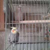 یک جفت عروس هلندی مولد