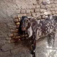 بز نر