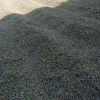 چلتوک شمیم هاشمی