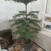 گل کاج مطبق