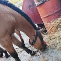 اسب|اسب و تجهیزات اسبسواری|شاهرود (اردبیل), |دیوار