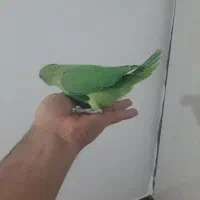 ملنگو سبز