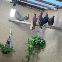 کبوتر سرخ آبادانی زاغ آبادانی سو قدیم و ارشینگل