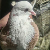 کبوتر|پرنده|سلماس, |دیوار