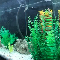 آکواریوم|ماهی|مریوان, |دیوار