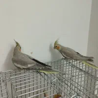 لطفااگهی راکامل بخونید2تاآهویی8ماهه نرصحیح سالم|پرنده|قم, انصار‌الحسین|دیوار