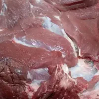 گوشت گوساله  وبره تازه وگرم