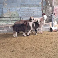 میش بره دار