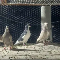 فروش کبوتر هوایی دونه ای ۵۰۰هزارتومان|پرنده|شیراز, شهرک مهرگان|دیوار