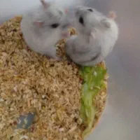 همستر کمپل