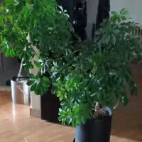 ساعت|لوستر و چراغ آویز|تهران, سبلان (لشگر)|دیوار