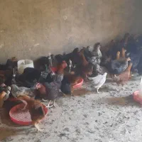 مرغ فریک دم تخم عروسک