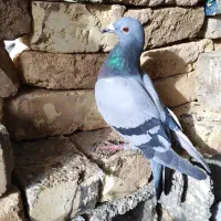 کبوتر رنگی پلاکی ساعتی|پرنده|شاهین‌شهر, گرگاب|دیوار