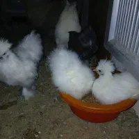 مرغ و خروس ابریشمی و جوجه ابریشمی|حیوانات مزرعه|تبریز, |دیوار