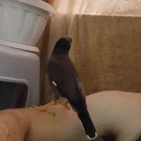 مرغ مینام رفته|حیوانات|ملارد, |دیوار