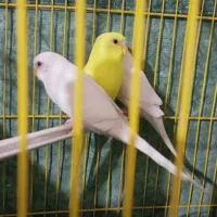 مرغ عشق هلندی|پرنده|مرودشت, ژیان|دیوار