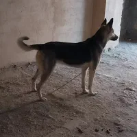 سگ ژرمن شپرد
