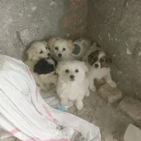 معاوضه سگ پا کوتاه با مرغ طبیعی