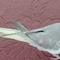 عروس هلندی|پرنده|نجفآباد, یزدانشهر|دیوار