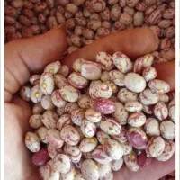 لوبیا چیتی و قرمز تناژ|خوردنی و آشامیدنی|تهران, شادمان|دیوار