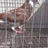 کفتر گرفتنی|پرنده|قم, باغ شریفی|دیوار