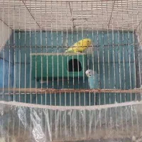 مرغ عشق