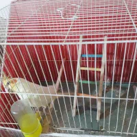 عروس هلندی|پرنده|مشهد, کوشک مهدی|دیوار