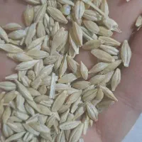 فروش جو آبی رقم مهتاب