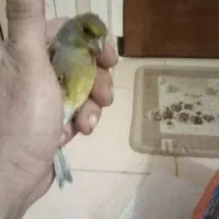 سهره سبز نر