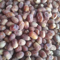 قصب گوشتی وتازه امسال|خوردنی و آشامیدنی|افزر, |دیوار