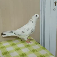 کبوتر