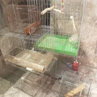 قفس پرنده عروس هلندی. .قناری .سهره