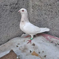 کبوتر سار ماده