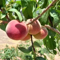 فروش باغ|فروش زمین و ملک کلنگی|خلجستان, |دیوار