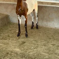 خاص و وارداتی|حیوانات مزرعه|ملایر, |دیوار