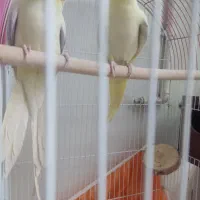 جفت مولد تضمینی پای کار|پرنده|شیراز, انجیر|دیوار