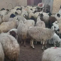 به یک نفر چوپان  برای کار دردامداری نیازمندیم