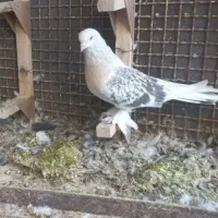 کبوتر|پرنده|شیراز, رکن‌آباد|دیوار