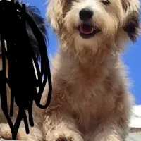 واگزارییکقلادهسگشیتزو|سگ|آزادشهر, |دیوار