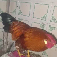 خروس محلی، ۶ماهه هستش. بسیار زیبا و قوی
