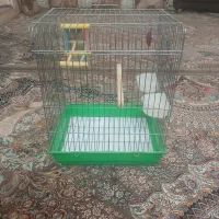 قفس عروس هلندی