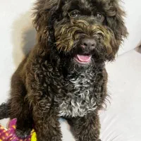 سگ پودل|سگ|تهران, جنت‌آباد مرکزی|دیوار