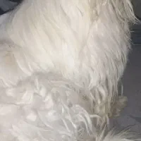 سگ پا کوتاه|حیوانات|همدان, |دیوار